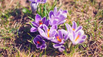 close-up-photo-of-purple-saffron-crocus-1046243-676x449