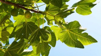 green-figs-x2-676×450 green-figs-x2-676x450